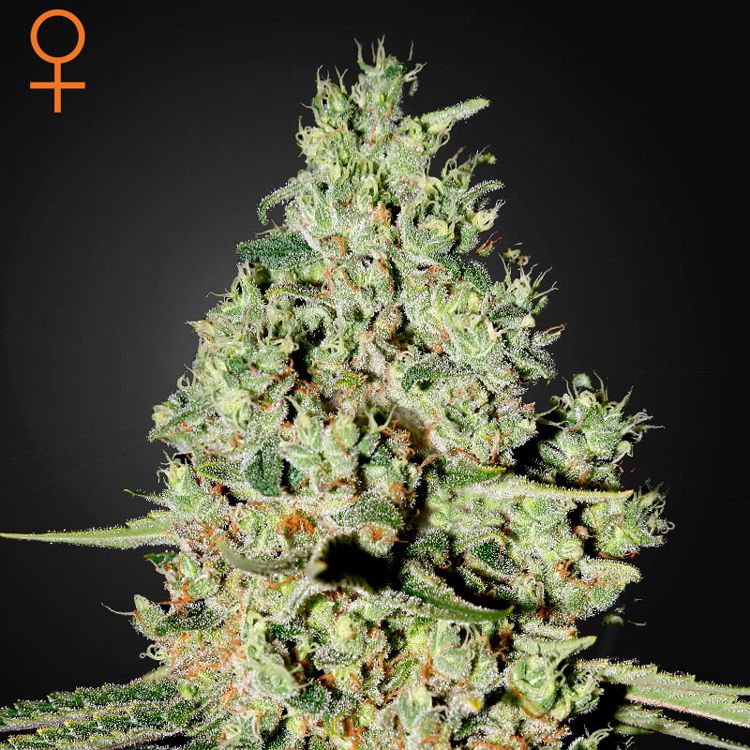 Dope Breeders - GREEN HOUSE SEEDS Super Critical Image