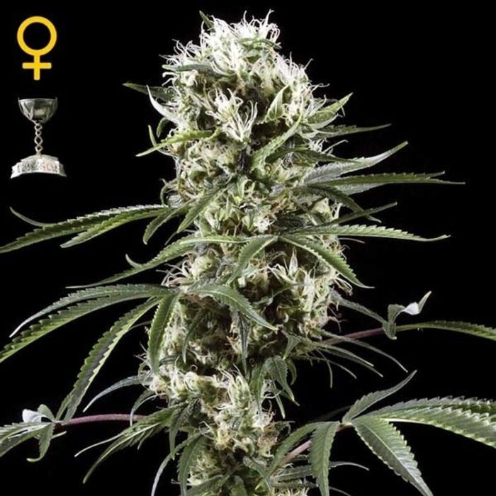 Dope Breeders - GREEN HOUSE SEEDS Super Lemon Haze Image