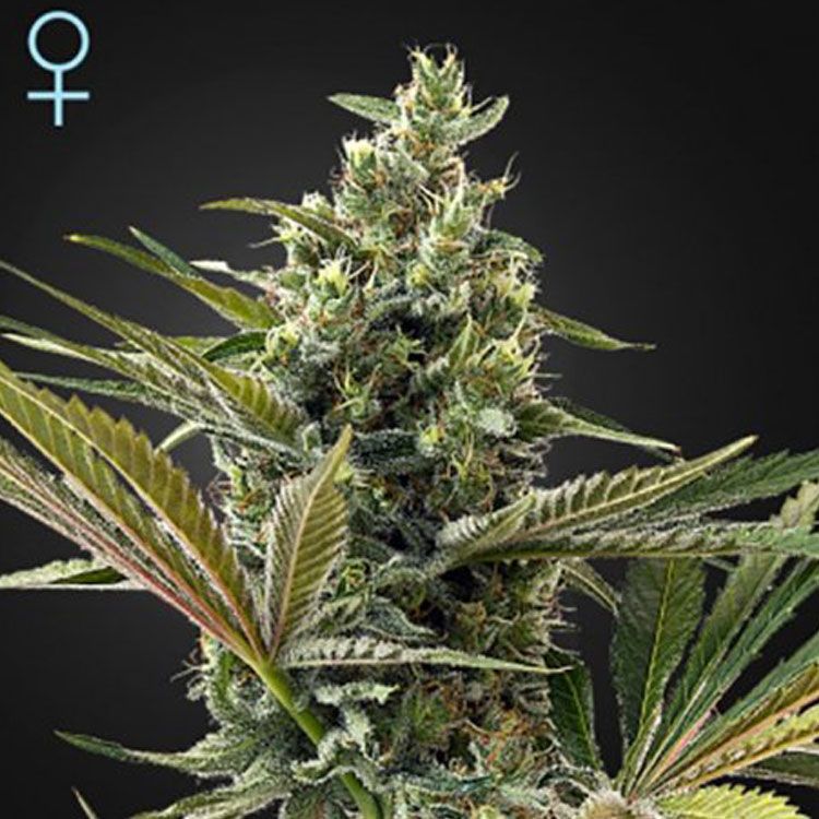 Dope Breeders - GREEN HOUSE SEEDS Super Lemon Haze Auto Image