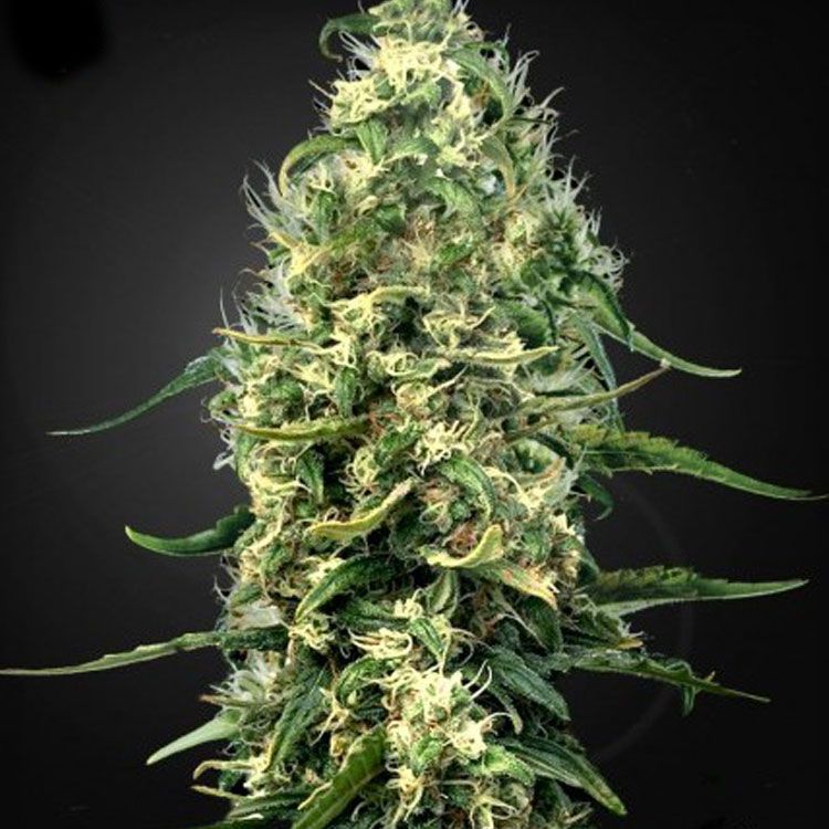 Dope Breeders - GREEN HOUSE SEEDS Super Silver Haze Image