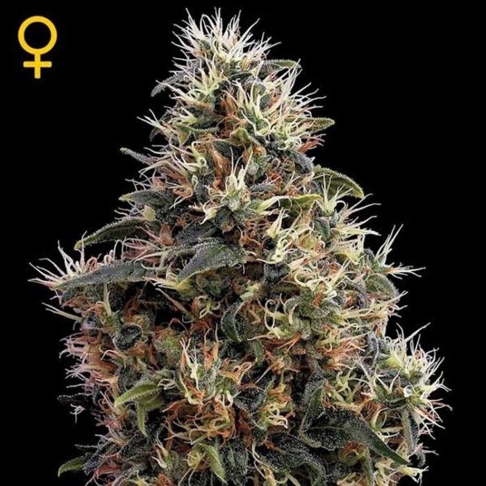 Dope Breeders - GREEN HOUSE SEEDS Sweet Mango Auto Image