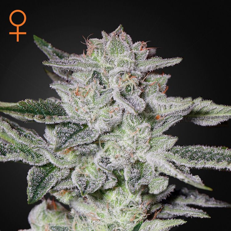 Dope Breeders - GREEN HOUSE SEEDS Sweet Valley Kush Image