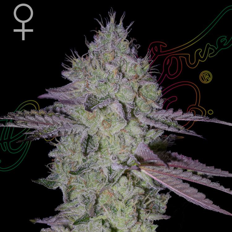 Dope Breeders - GREEN HOUSE SEEDS Tarte Tatin Image