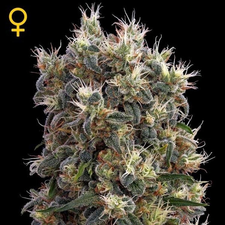 Dope Breeders - GREEN HOUSE SEEDS The Church Image