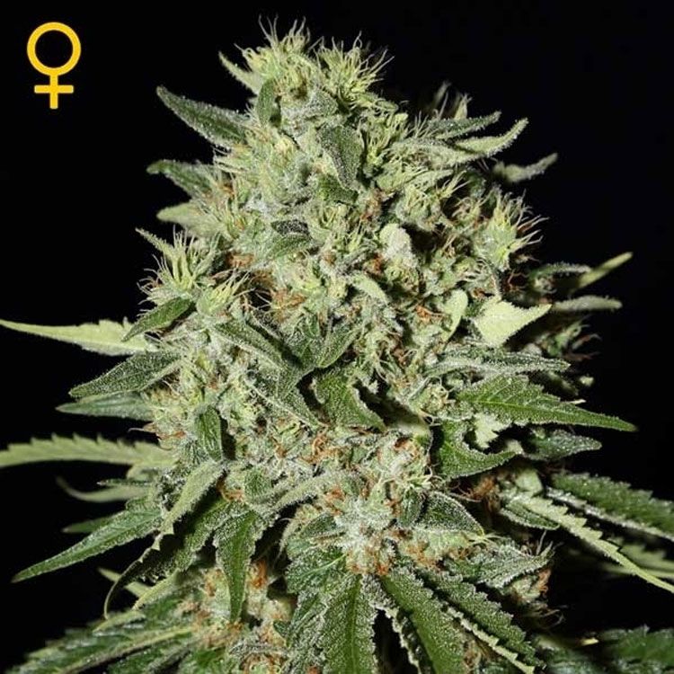 Dope Breeders - GREEN HOUSE SEEDS The Doctor Image