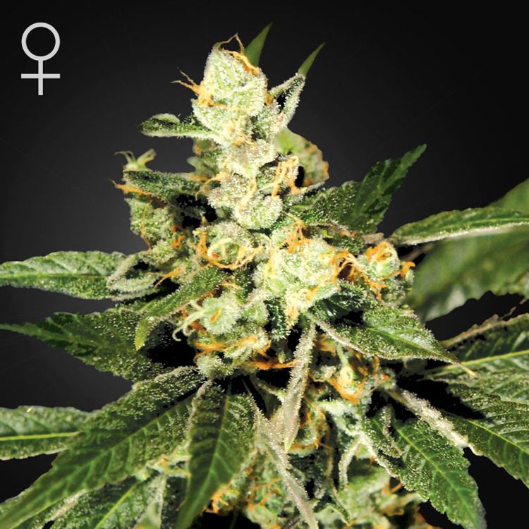 Dope Breeders - GREEN HOUSE SEEDS Train Wreck Image