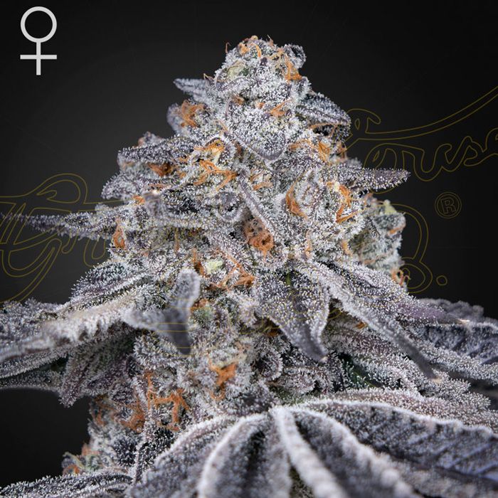 Dope Breeders - GREEN HOUSE SEEDS Velvet Moon Image