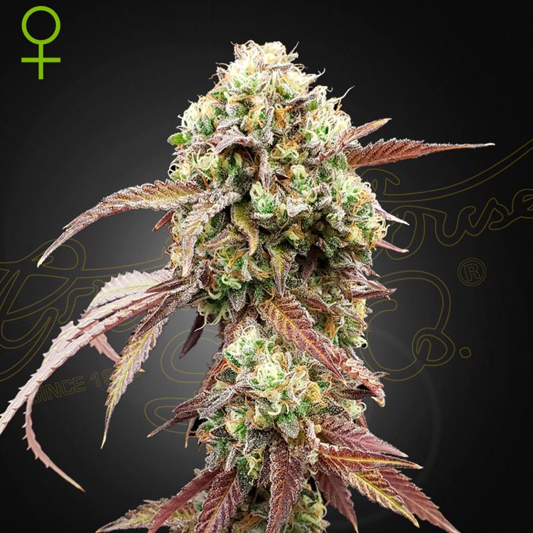 Dope Breeders - GREEN HOUSE SEEDS West Coast OG x Gelato #41 Auto Image