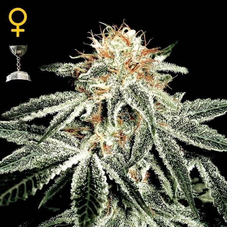 Dope Breeders - GREEN HOUSE SEEDS White Rhino Image