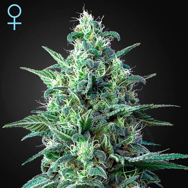 Dope Breeders - GREEN HOUSE SEEDS White Widow Auto CBD Image