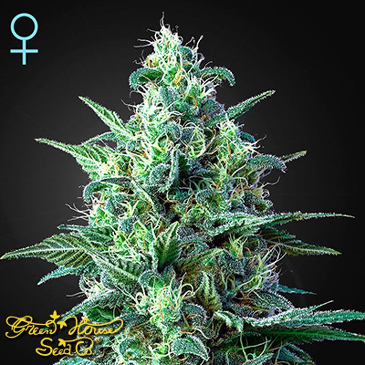 Dope Breeders - GREEN HOUSE SEEDS White Widow Auto Image