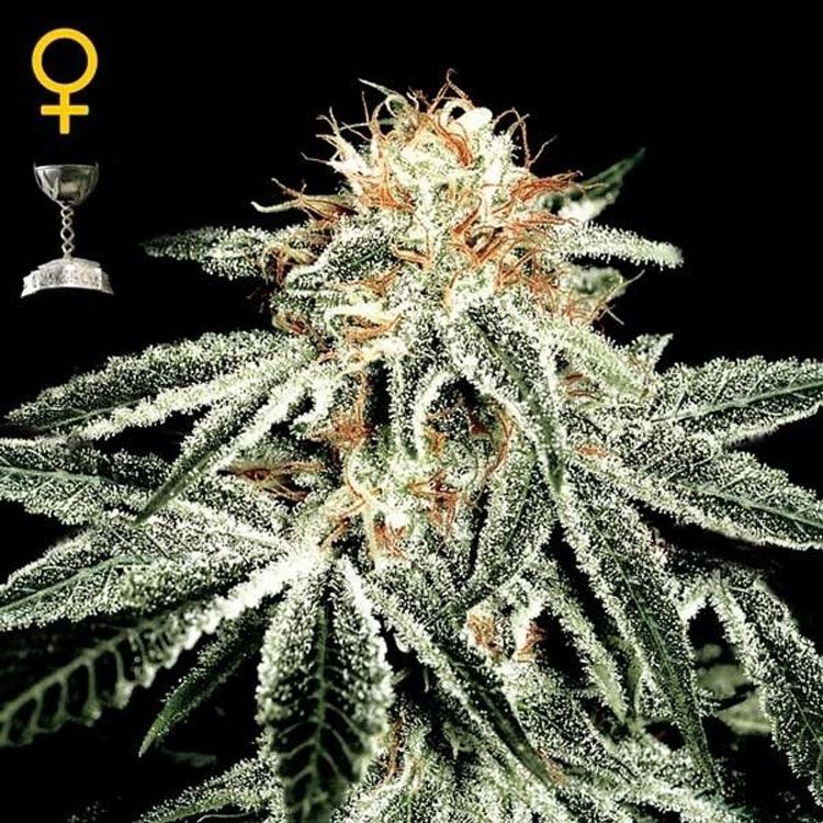 Dope Breeders - GREEN HOUSE SEEDS White Widow Image