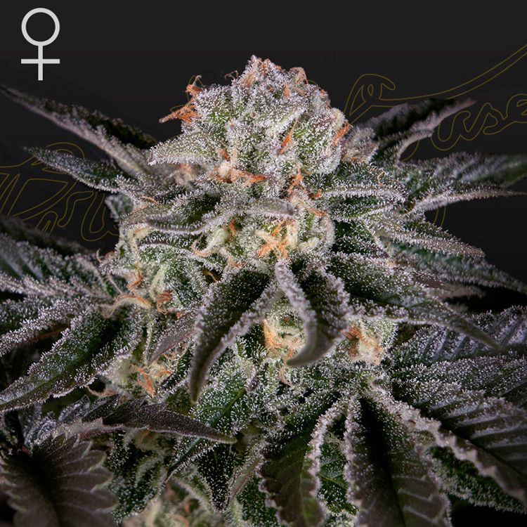 Dope Breeders - GREEN HOUSE SEEDS Wonder Pie Image