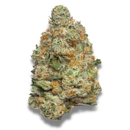 Dope Breeders - GROWERS CHOICE Apple Fritter Auto Image