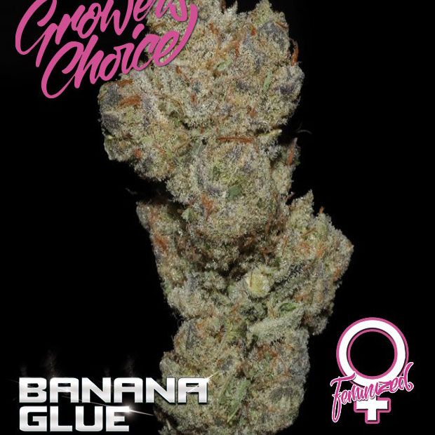 Dope Breeders - GROWERS CHOICE Banana Glue Image