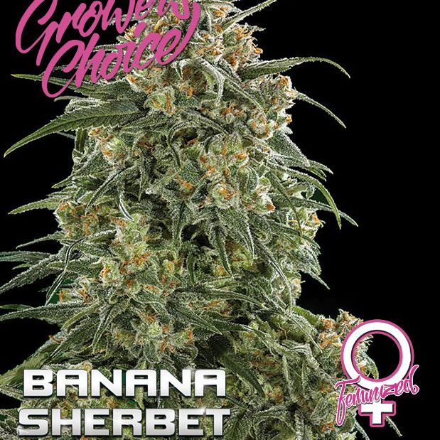 Dope Breeders - GROWERS CHOICE Banana Sherbet Image