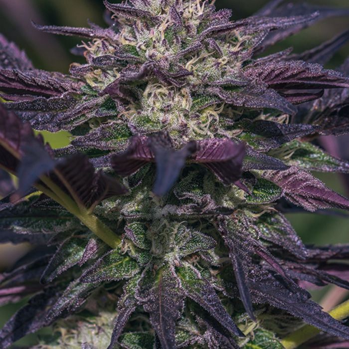 Dope Breeders - GROWERS CHOICE Blue Diesel Auto Image