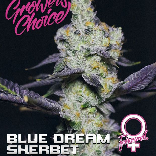 Dope Breeders - GROWERS CHOICE Blue Dream Sherbet Image