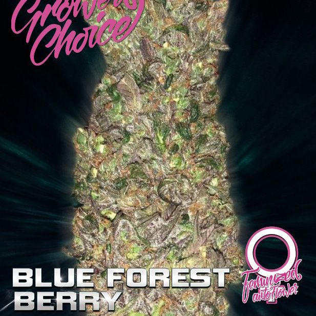 Dope Breeders - GROWERS CHOICE Blue Forest Berry Auto Image