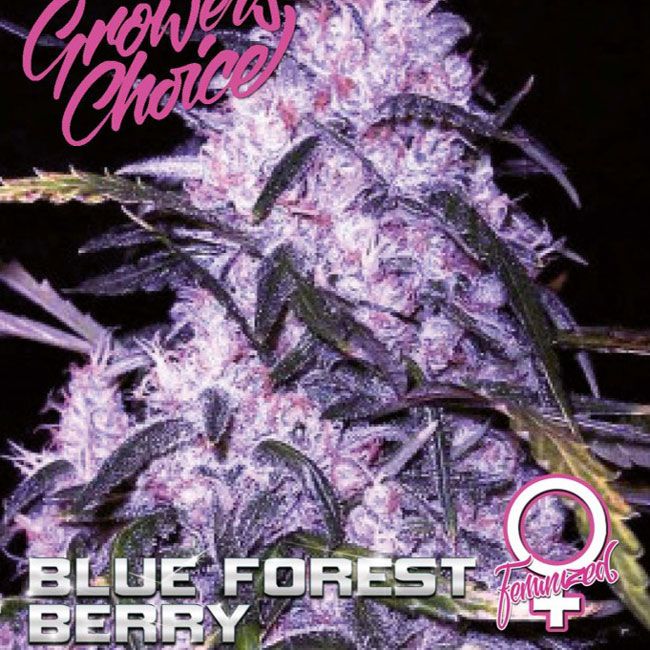 Dope Breeders - GROWERS CHOICE Blue Forest Berry Image