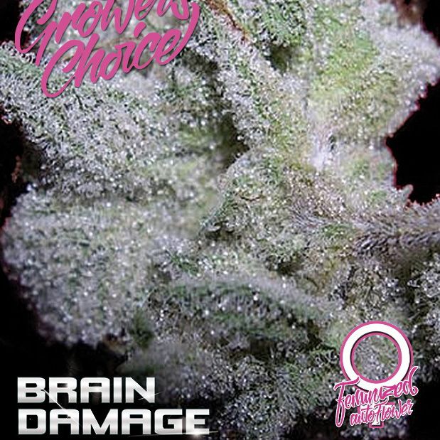 Dope Breeders - GROWERS CHOICE Brain Damage Auto Image