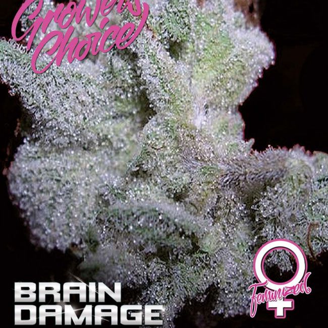 Dope Breeders - GROWERS CHOICE Brain Damage Image