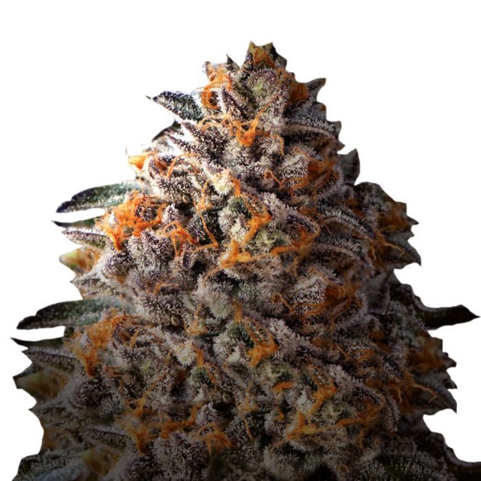 Dope Breeders - GROWERS CHOICE Bruce Banner III Auto Image