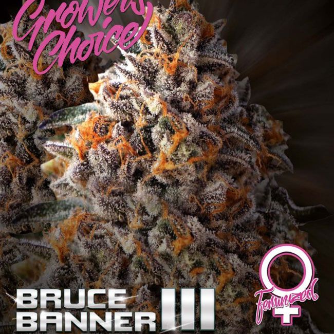 Dope Breeders - GROWERS CHOICE Bruce Banner III Image