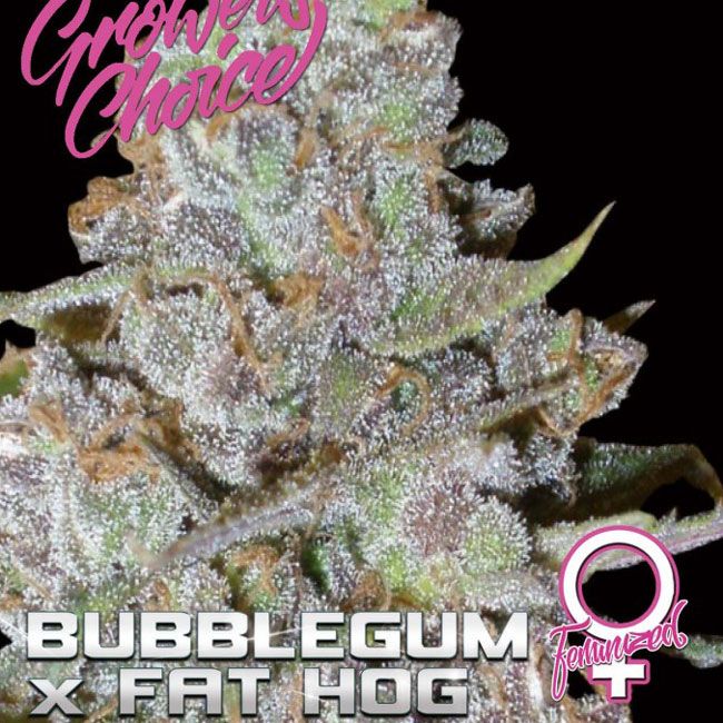 Dope Breeders - GROWERS CHOICE Bubblegum x Fat Hog Image