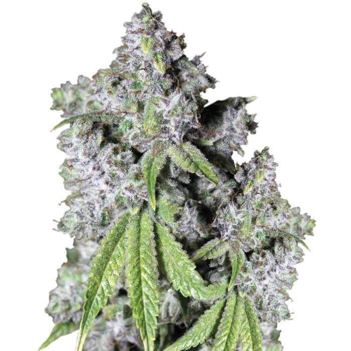 Dope Breeders - GROWERS CHOICE Charlotte's Dream CBD Auto Image