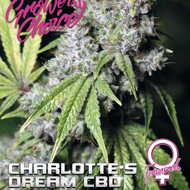 Dope Breeders - GROWERS CHOICE Charlottes Dream Image