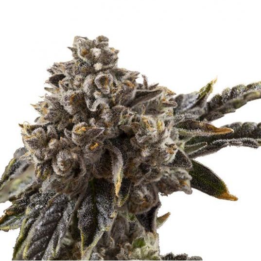 Dope Breeders - GROWERS CHOICE Chocolate Sherbet Image