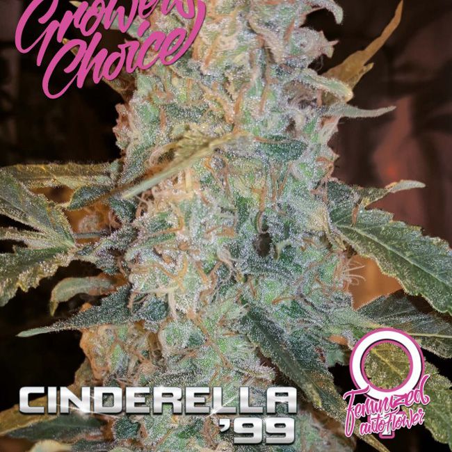 Dope Breeders - GROWERS CHOICE Cinderella 99 Auto Image