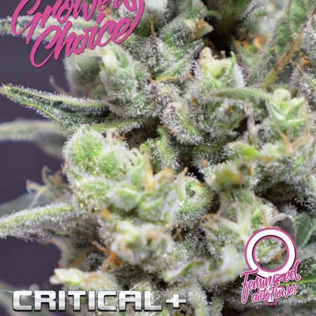 Dope Breeders - GROWERS CHOICE Critical + Auto Image