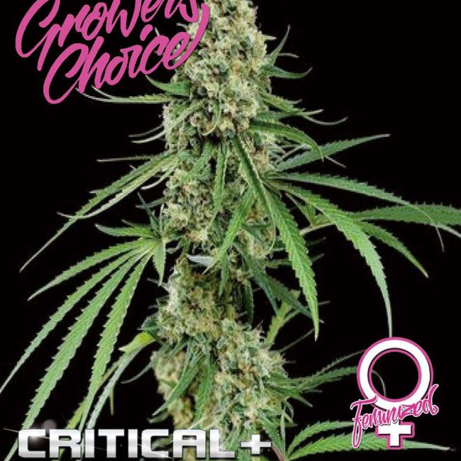 Dope Breeders - GROWERS CHOICE Critical + Image