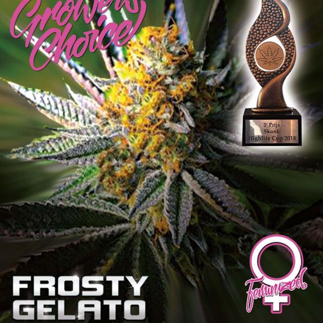 Dope Breeders - GROWERS CHOICE Frosty Gelato Image