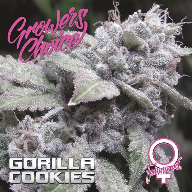 Dope Breeders - GROWERS CHOICE Gorilla Cookies Image