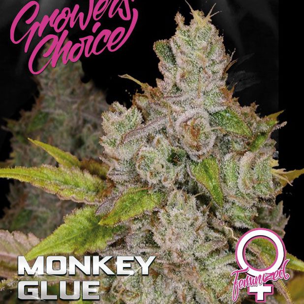 Dope Breeders - GROWERS CHOICE Gorilla Glue 4 aka Monkey Glue Image