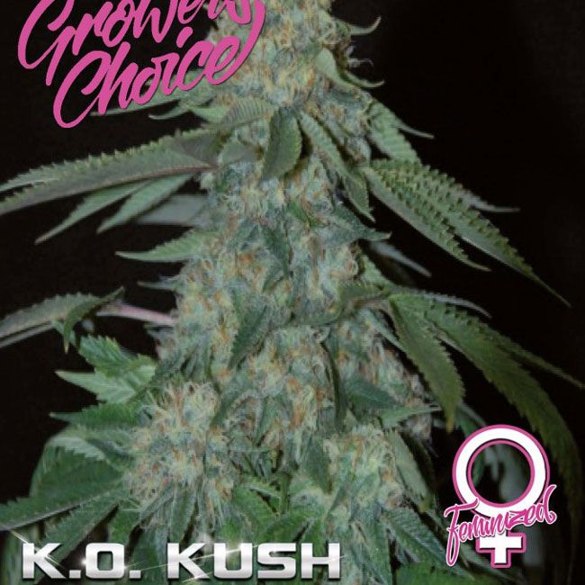 Dope Breeders - GROWERS CHOICE K.O. Kush Image