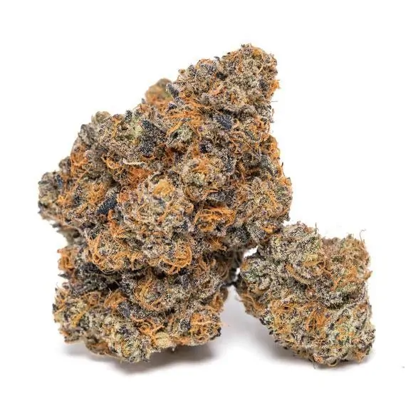 Dope Breeders - GROWERS CHOICE King Louis Garcia Image