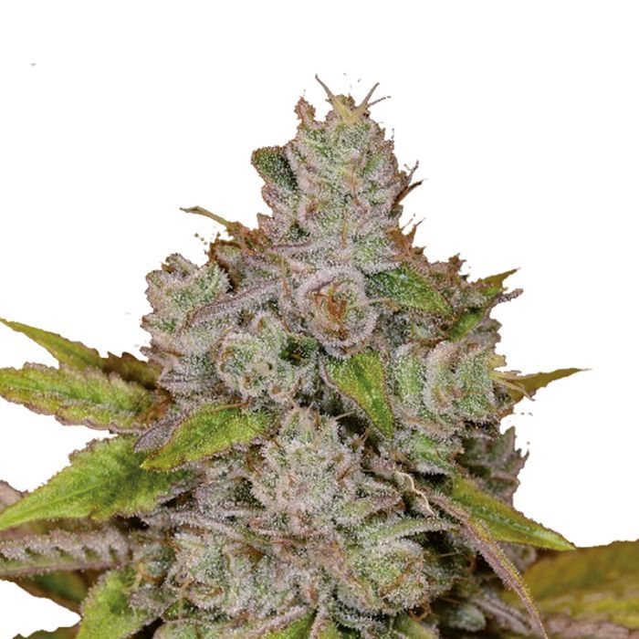 Dope Breeders - GROWERS CHOICE Monkey Glue Auto Image