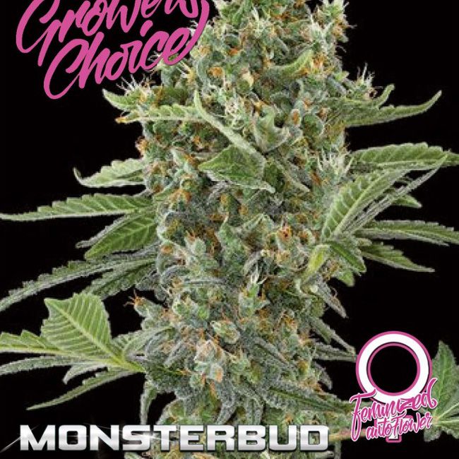 Dope Breeders - GROWERS CHOICE Monsterbud Auto Image