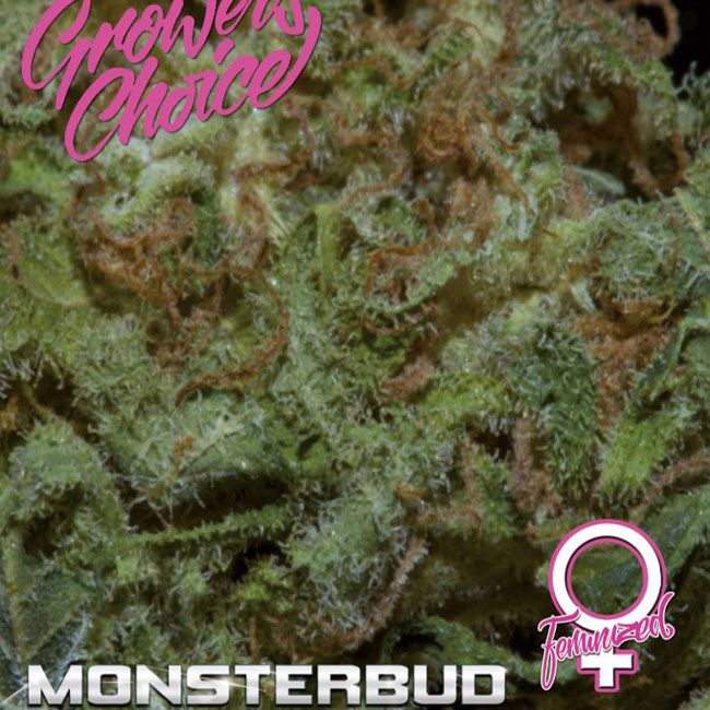 Dope Breeders - GROWERS CHOICE Monsterbud Image