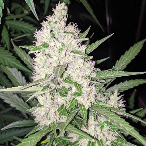 Dope Breeders - GROWERS CHOICE Octane Fire OG Image