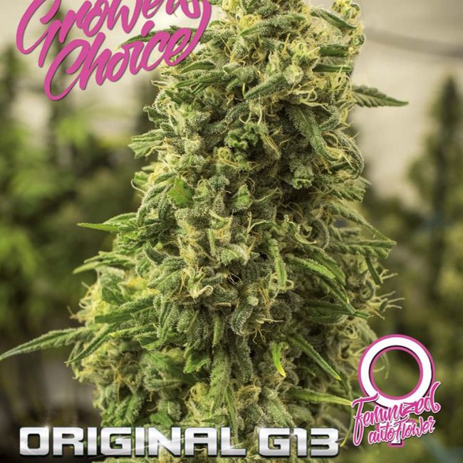 Dope Breeders - GROWERS CHOICE Original G13 Auto Image