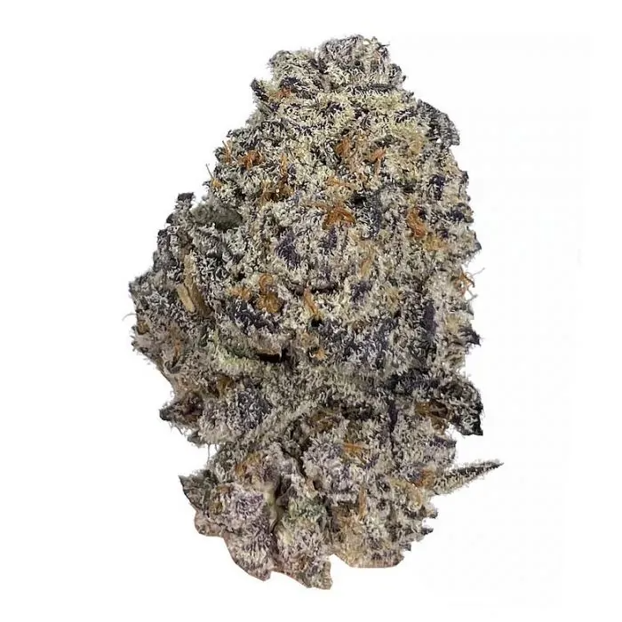 Dope Breeders - GROWERS CHOICE Original Oreoz Image