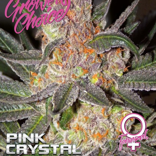 Dope Breeders - GROWERS CHOICE Pink Crystal Image