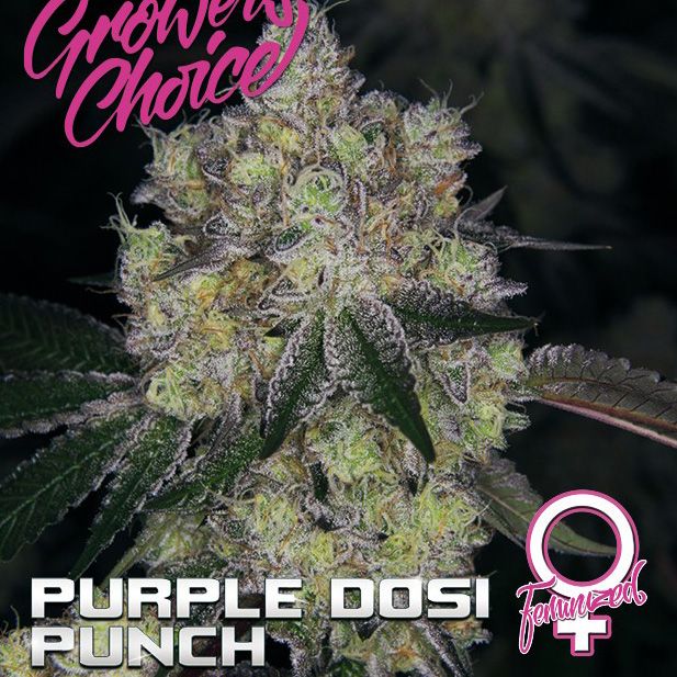 Dope Breeders - GROWERS CHOICE Purple Dosipunch Image