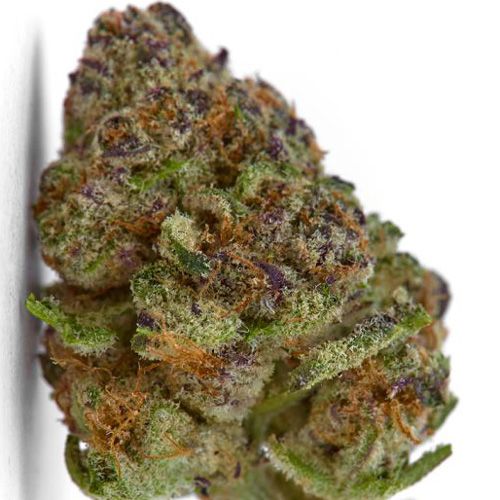 Dope Breeders - GROWERS CHOICE Purple Sunset Auto Image