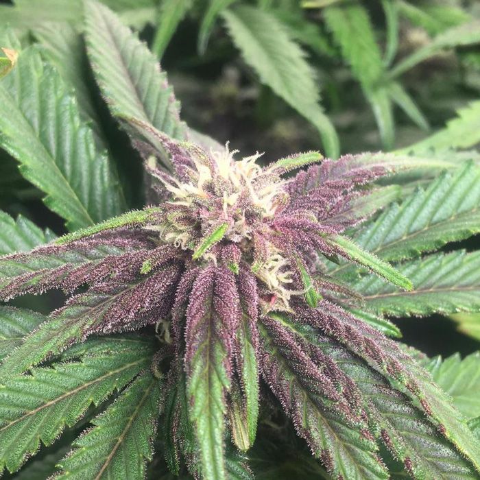 Dope Breeders - GROWERS CHOICE Purple Sunset Image